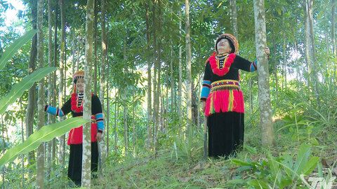 Người Dao Tân Thành đổi thay nhờ cây quế