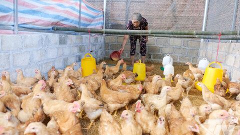 Kim Phượng nỗ lực giảm nghèo bền vững