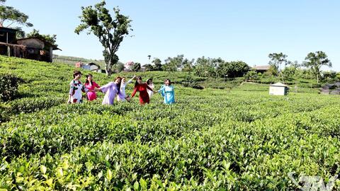 Nâng tầm sản phẩm chè Tân Cương