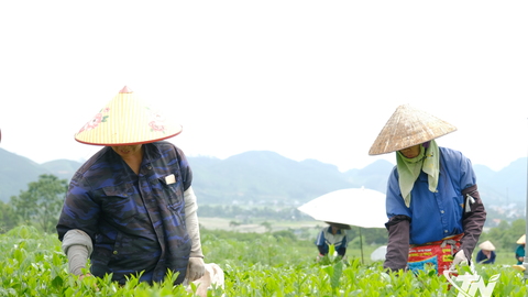 Vạn Phú phát triển cây chè theo hướng hữu cơ, bền vững