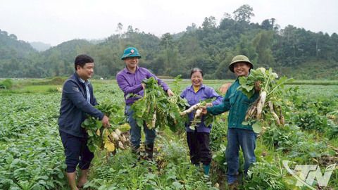 Vụ đông khởi sắc nhờ liên kết sản xuất
