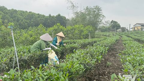 Sản lượng chè búp tươi đạt gần 40 nghìn tấn