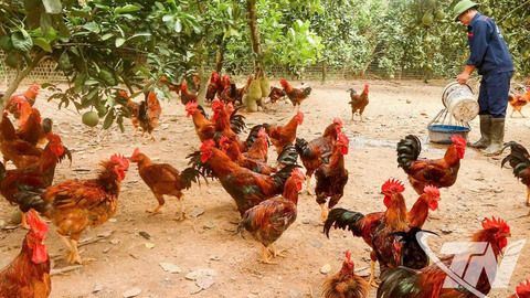 Hướng đi bền vững trong phát triển chăn nuôi