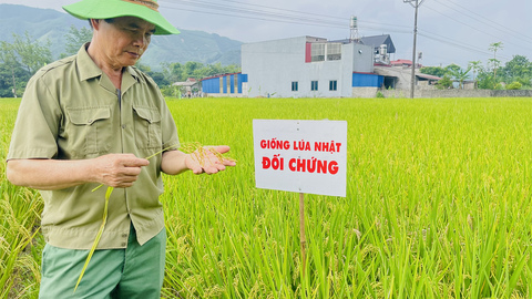 Nâng giá trị hạt gạo từ giống lúa chất lượng cao