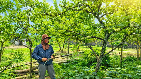 La Hiên mùa quả chín