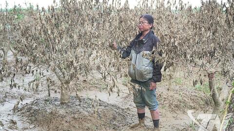 Làng nghề hoa đào Cam Giá: Mong được hỗ trợ khôi phục sản xuất