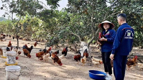 Trên 210 trang trại được cấp chứng nhận VietGAP