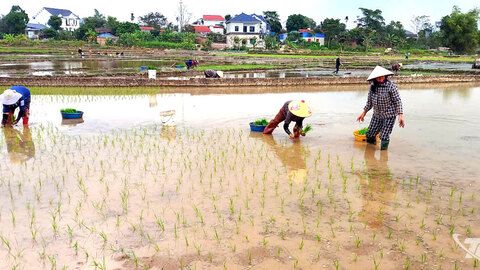 Tích cực gieo cấy vụ xuân