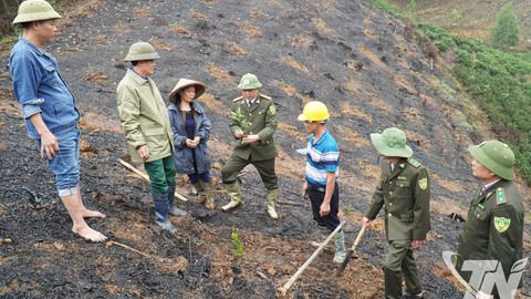 Bảo đảm tiến độ trồng rừng theo khung thời vụ
