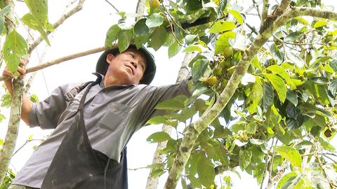 Phát triển cây ăn quả ở các xã vùng cao