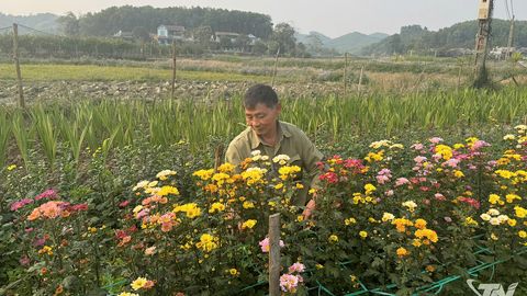 Rộn ràng mùa hoa Tết