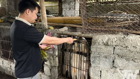 Hướng đi mới trong phát triển chăn nuôi ở Thượng Minh