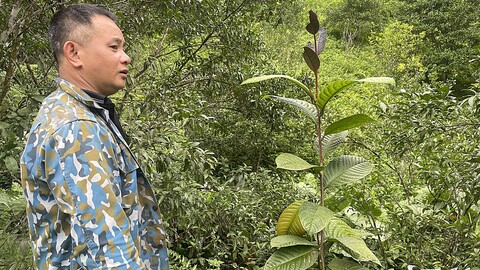 Trồng xen chè hoa vàng dưới gốc quýt: Giải pháp nâng cao hiệu quả canh tác