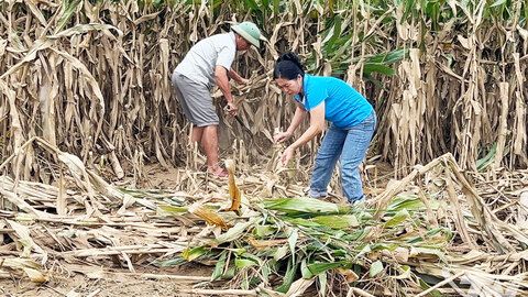 Khôi phục sản xuất, không để ruộng đồng bỏ hoang