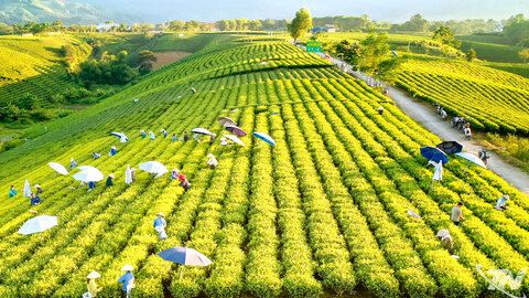 'Cú hích kép' cho ngành chè Thái Nguyên