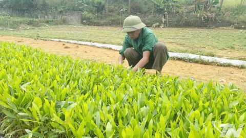 Thái Nguyên phấn đấu trồng 7.500ha rừng tập trung