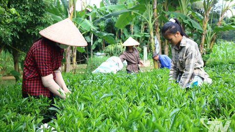 Xanh đồi chè, tươi màu no ấm