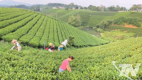 Chè Thái và khát vọng vươn xa