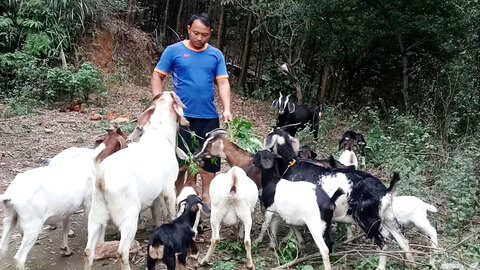 Nuôi dê tạo sinh kế cho người dân Mỏ Chì