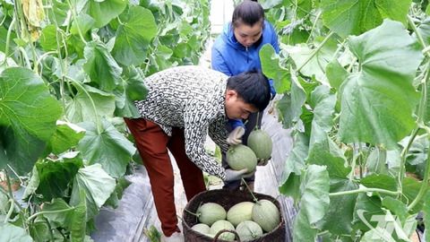 Hiệu quả từ trồng dưa trong nhà lưới