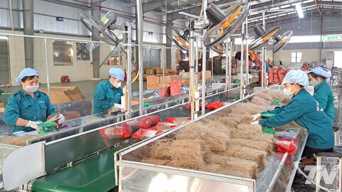 Hợp tác xã 'chạy nước rút' phục vụ thị trường Tết