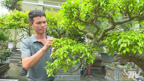 Làng cây cảnh Gò Móc khởi sắc