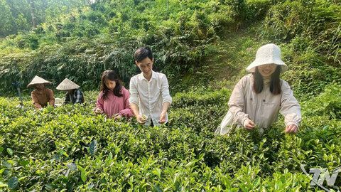 Họ là những nông dân thời đại mới: Kỳ 2: Làm chè hữu cơ, chuyện 'cá bơi ngược dòng'