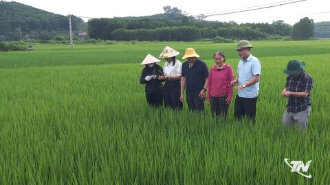 Chủ động phòng, chống sâu bệnh, bảo vệ lúa mùa