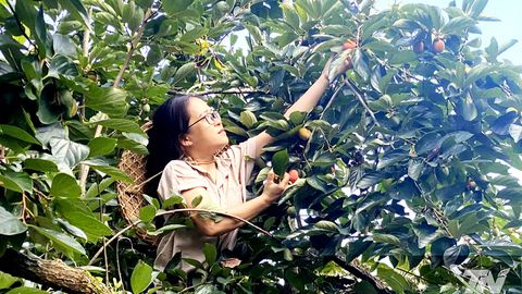 Đặc sản vùng cao khẳng định thương hiệu