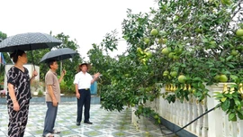 Bí thư chi bộ hết lòng vì sự phát triển của thôn