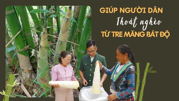 Giúp người dân thoát nghèo từ tre măng Bát độ