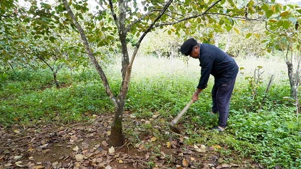 Những cây đại thụ của bản làng vùng cao
