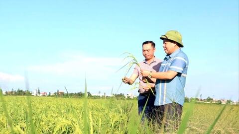 An Dương khắc phục tình trạng ruộng bỏ hoang