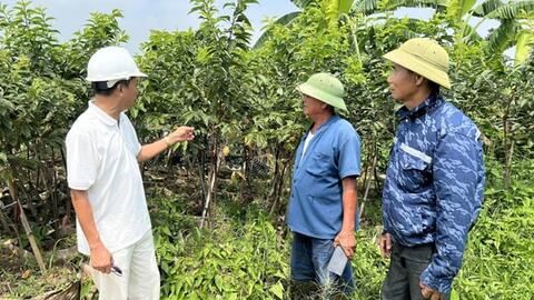 Tích tụ ruộng đất, động lực giúp kinh tế tập thể phát triển