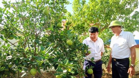 An Dương khôi phục giống cam tiến vua