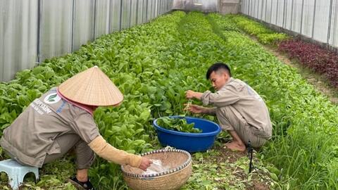 Nông nghiệp bền vững - an toàn sức khoẻ