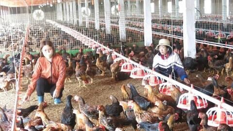 Xử lý ô nhiễm môi trường trong chăn nuôi