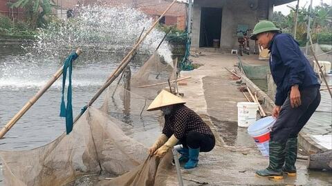 Mở rộng vùng sản xuất, cung cấp giống thủy sản làng Hội Am