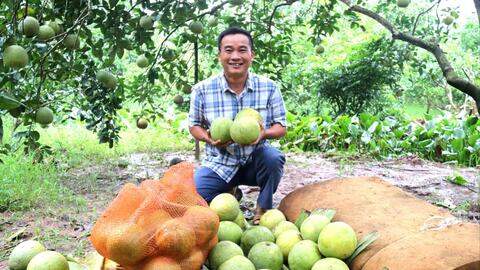 Đặc sản bưởi đào trên vùng đất Hà Đông