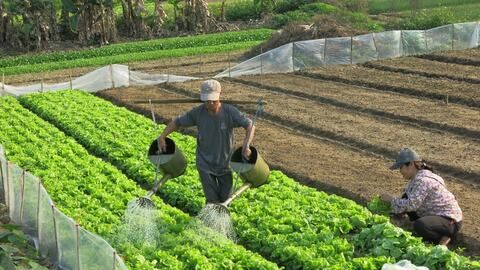 Xây dựng các vùng cây, rau màu an toàn, tăng sức cạnh tranh, hướng đến xuất khẩu