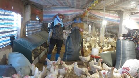 Chăn nuôi an toàn sinh học cho hiệu quả kinh tế cao, bền vững