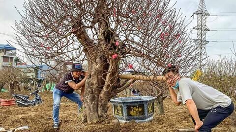 Anh Nguyễn Văn Công và hành trình gìn giữ sắc đào đất Cảng