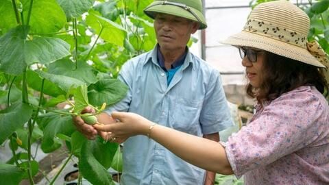 Hải Phòng cơ bản hoàn thành kế hoạch gieo trồng rau màu hè thu