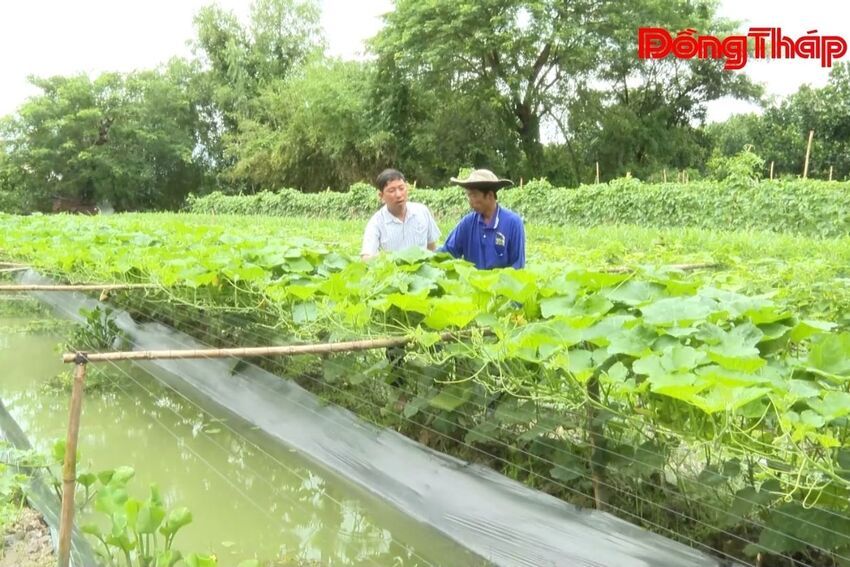 Nông dân xã Ba Sao giữ xanh rau màu trong mùa nước nổi