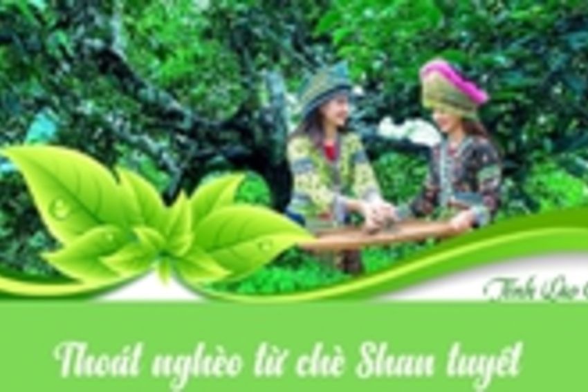 Infographic: Lào Cai nỗ lực thoát nghèo từ chè Shan tuyết và du lịch bản địa