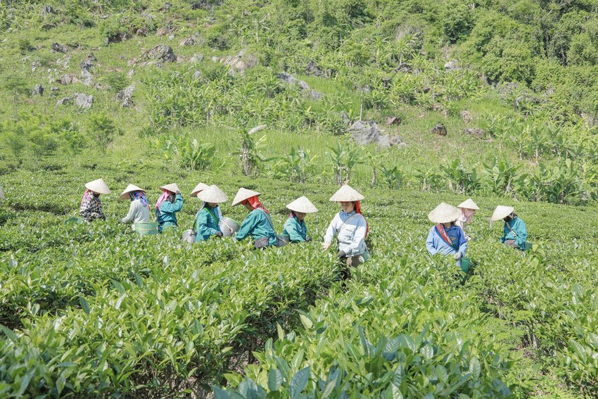Điện Biên: Hướng thoát nghèo từ cây chè của bà con bản Co Hón, xã Mường Lạn