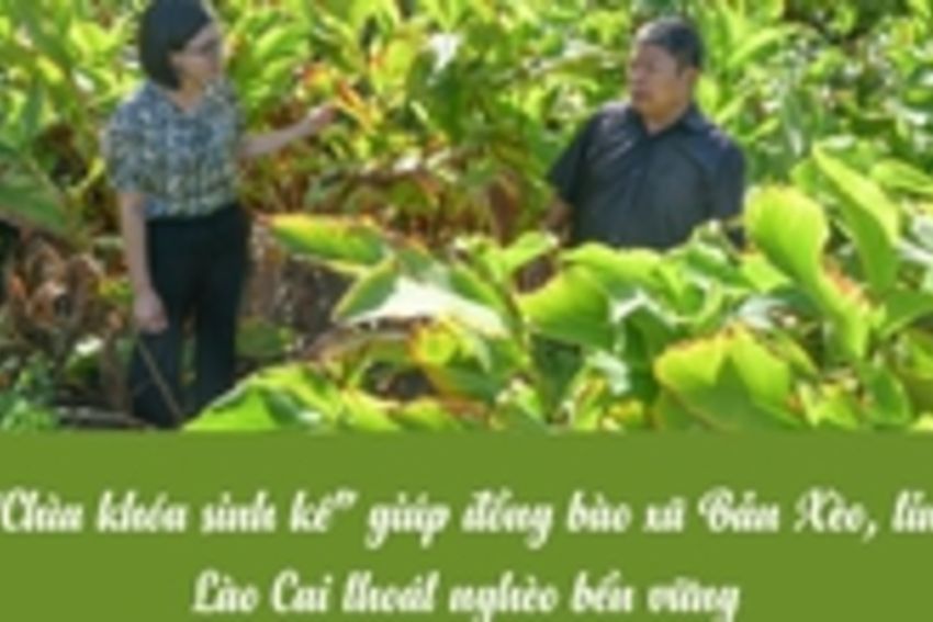 Infographic: Cây dong riềng - “chìa khóa sinh kế” giúp thoát nghèo bền vững