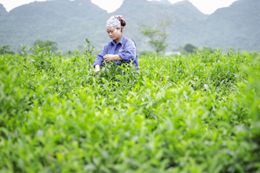Xuất khẩu chè: Khi C/O ưu đãi trở thành “đòn bẩy” chiến lược trong các FTA