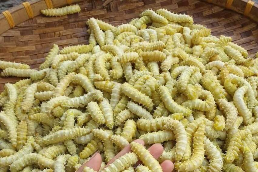 Trồng dâu nuôi tằm – Hướng đi mới ở xã Bắc Quang