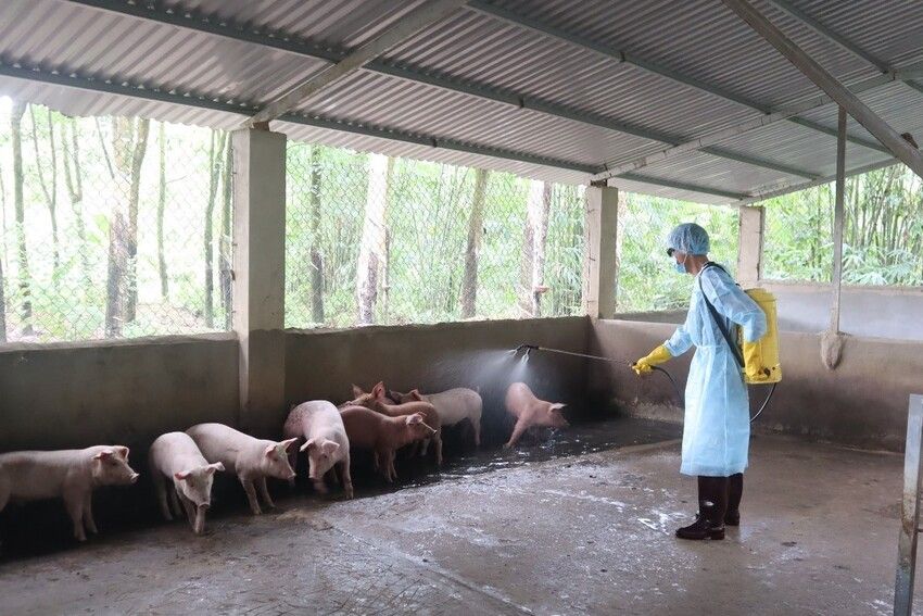 Chủ động triển khai đồng bộ các giải pháp phòng, chống dịch bệnh gia súc, gia cầm và thủy sản năm 2026